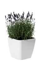 Outdoor Plant Medium 25 cms Lavandula angustifolia Lavandula angustifolia