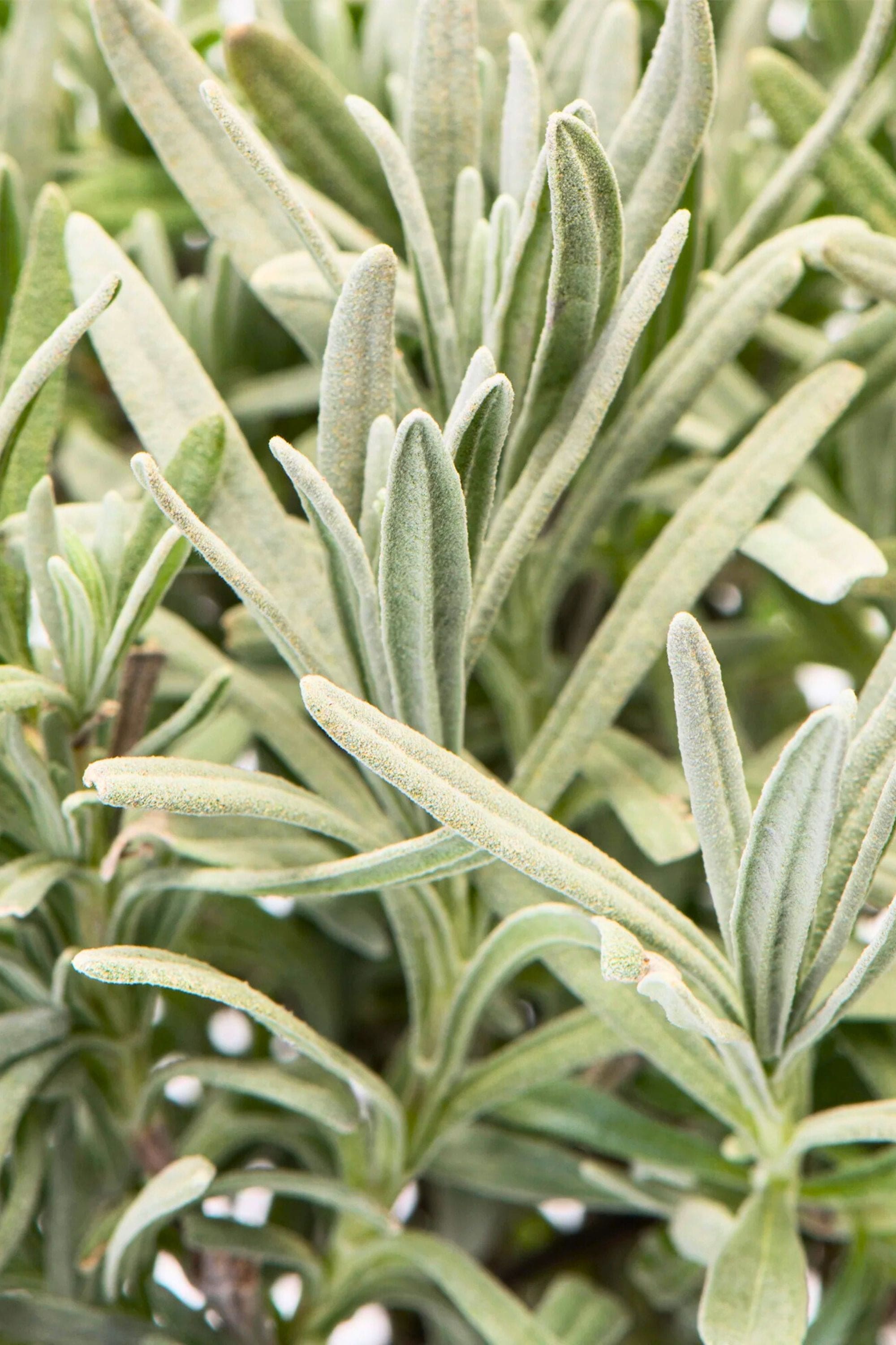 Outdoor Plant Medium 25 cms Lavandula angustifolia Lavandula angustifolia