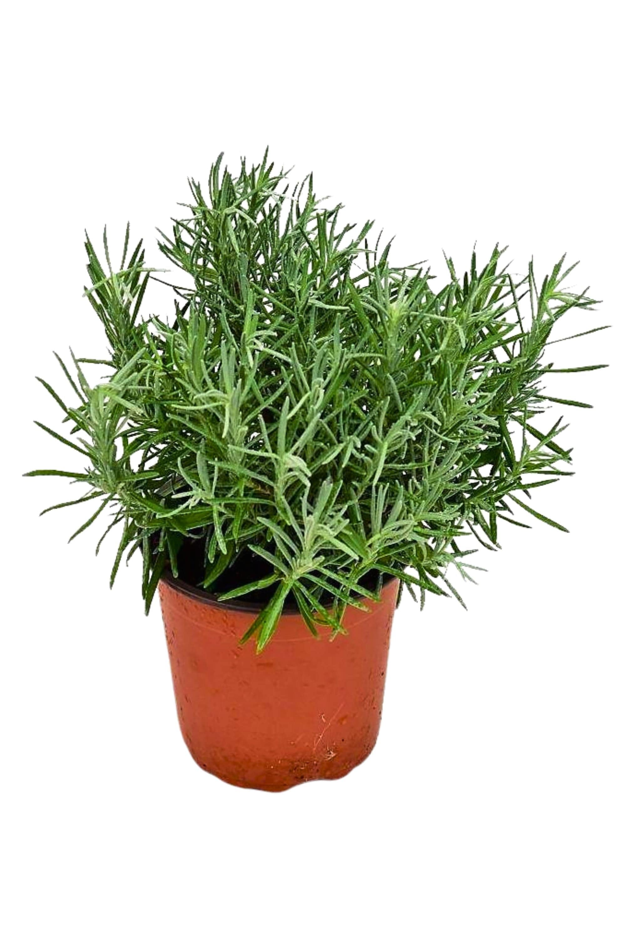 Outdoor Plant Medium 25 cms Lavandula angustifolia Lavandula angustifolia