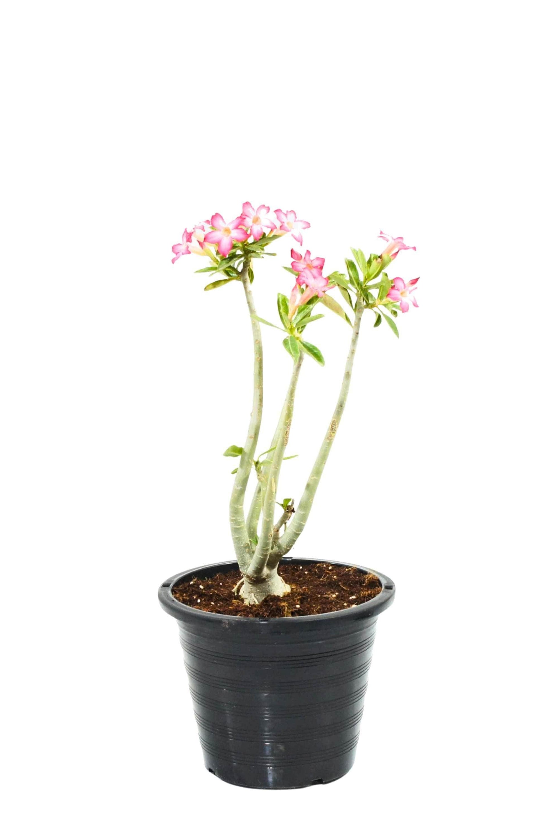 succulents box adenium obesum desert rose Adenium obesum – Adplants