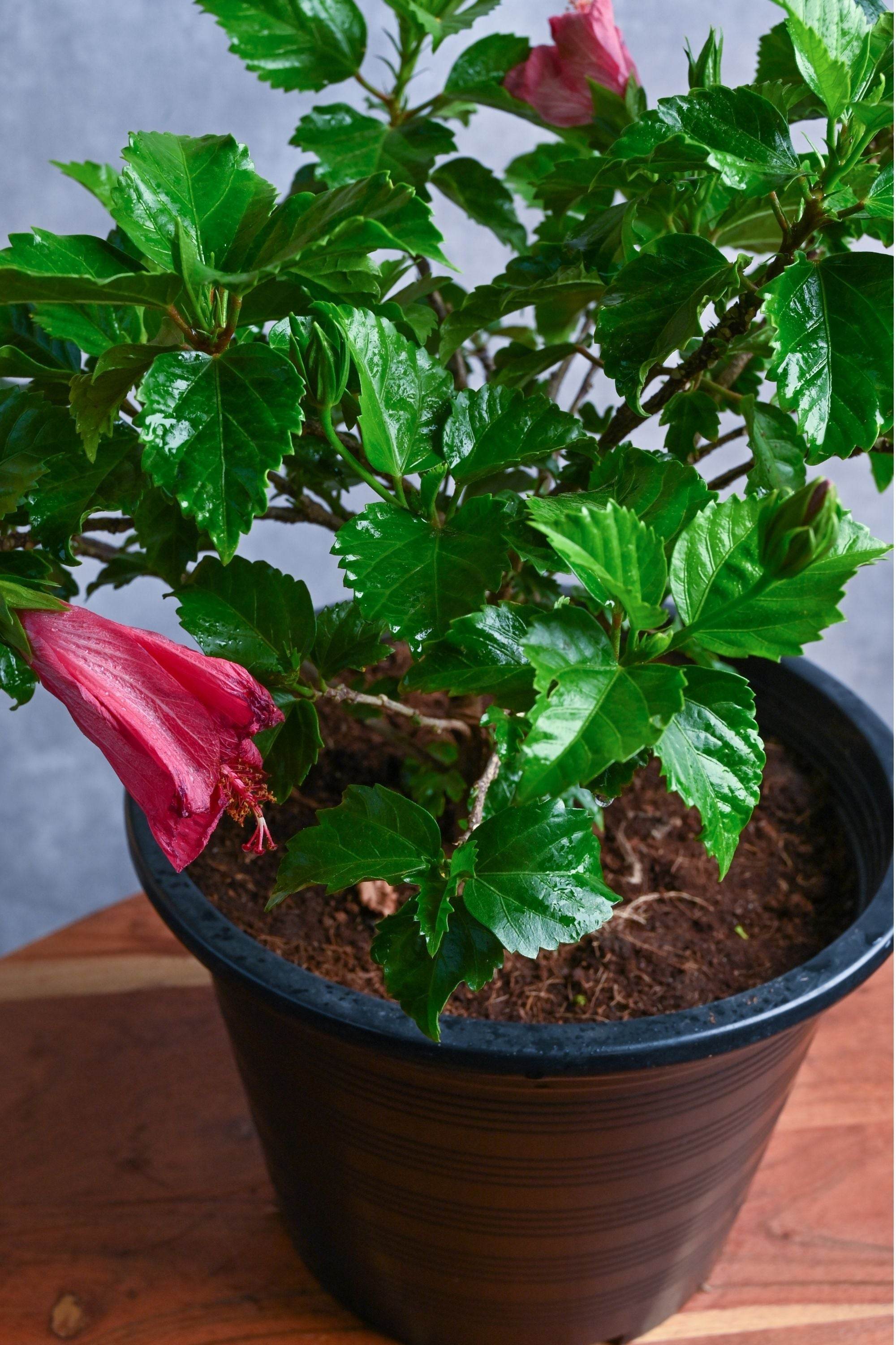Outdoor Plant Medium 30-40 cms / Default Plastic Pot / Dark Red Hibiscus rosa-sinensis Hibiscus rosa-sinensis