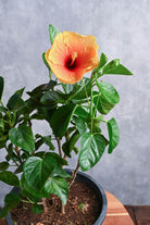 Outdoor Plant Medium 30-40 cms / Default Plastic Pot / Orange Hibiscus rosa-sinensis Hibiscus rosa-sinensis