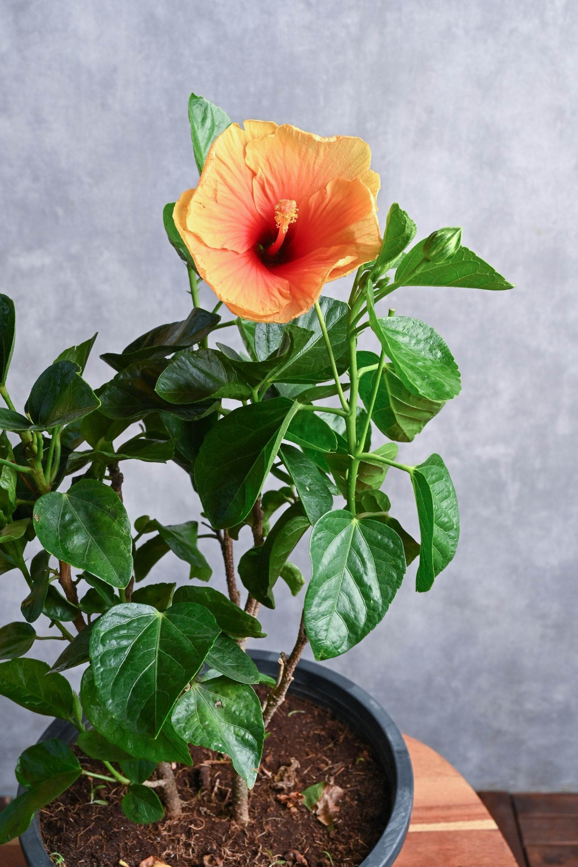 Outdoor Plant Medium 30-40 cms / Default Plastic Pot / Orange Hibiscus rosa-sinensis Hibiscus rosa-sinensis