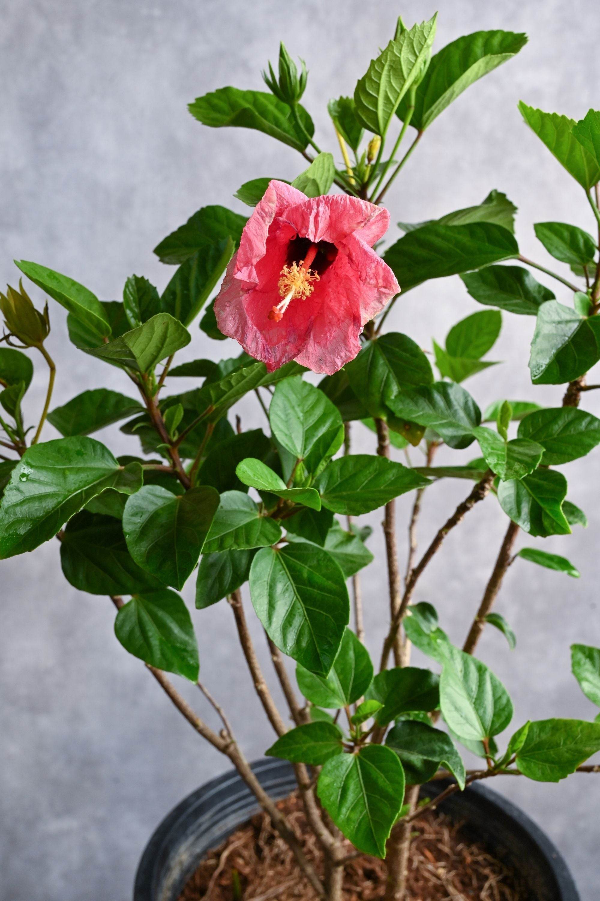 Outdoor Plant Medium 30-40 cms / Default Plastic Pot / Pink Hibiscus rosa-sinensis Hibiscus rosa-sinensis