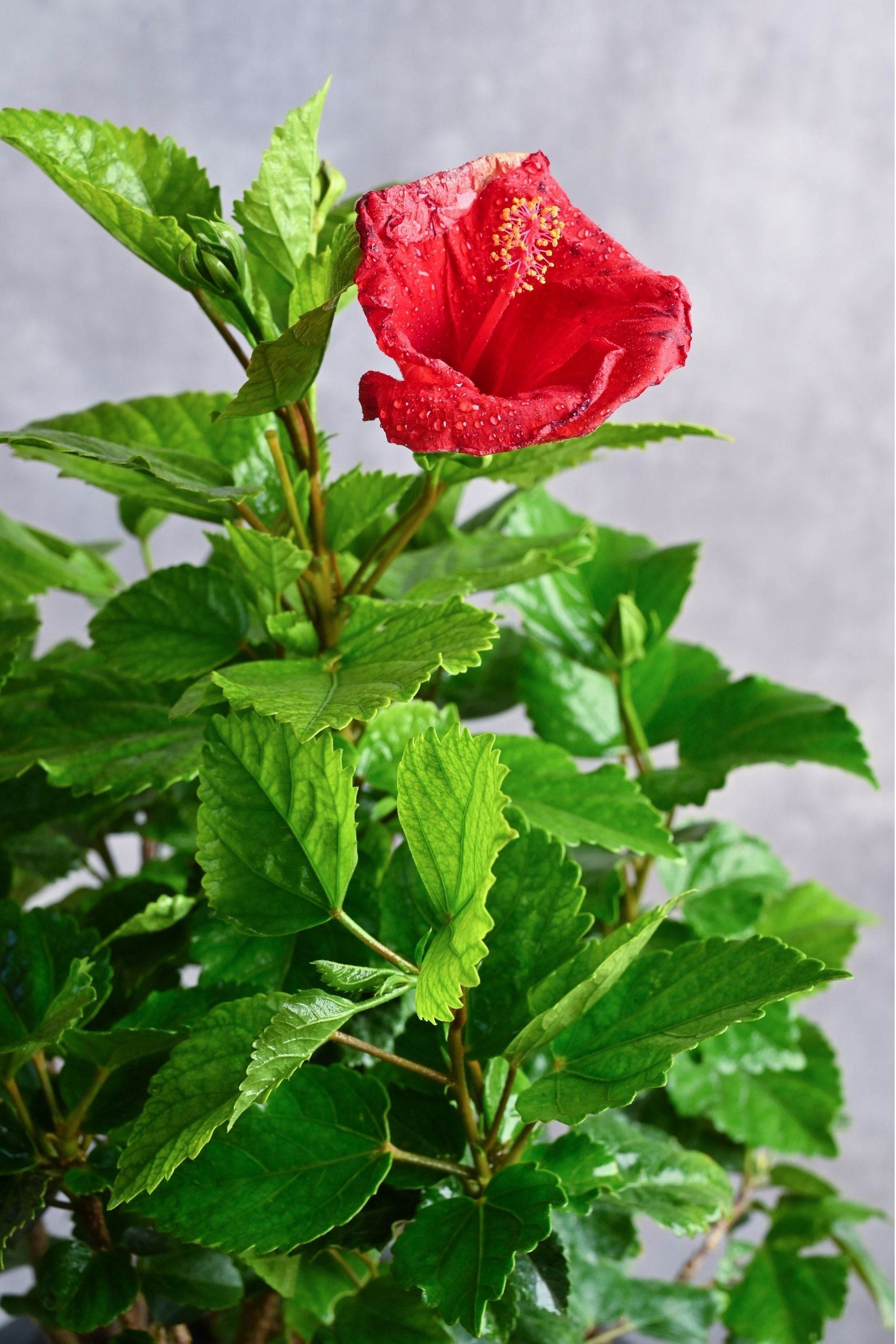 Outdoor Plant Medium 30-40 cms / Default Plastic Pot / Red Hibiscus rosa-sinensis Hibiscus rosa-sinensis
