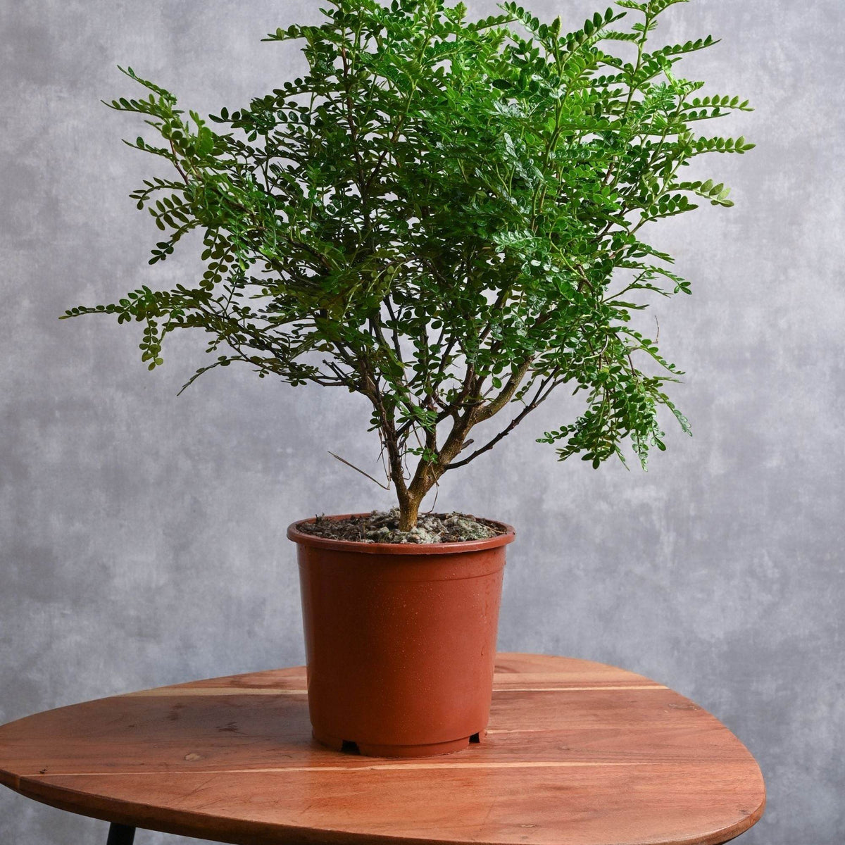 Zanthoxylum Odorum – Adplants
