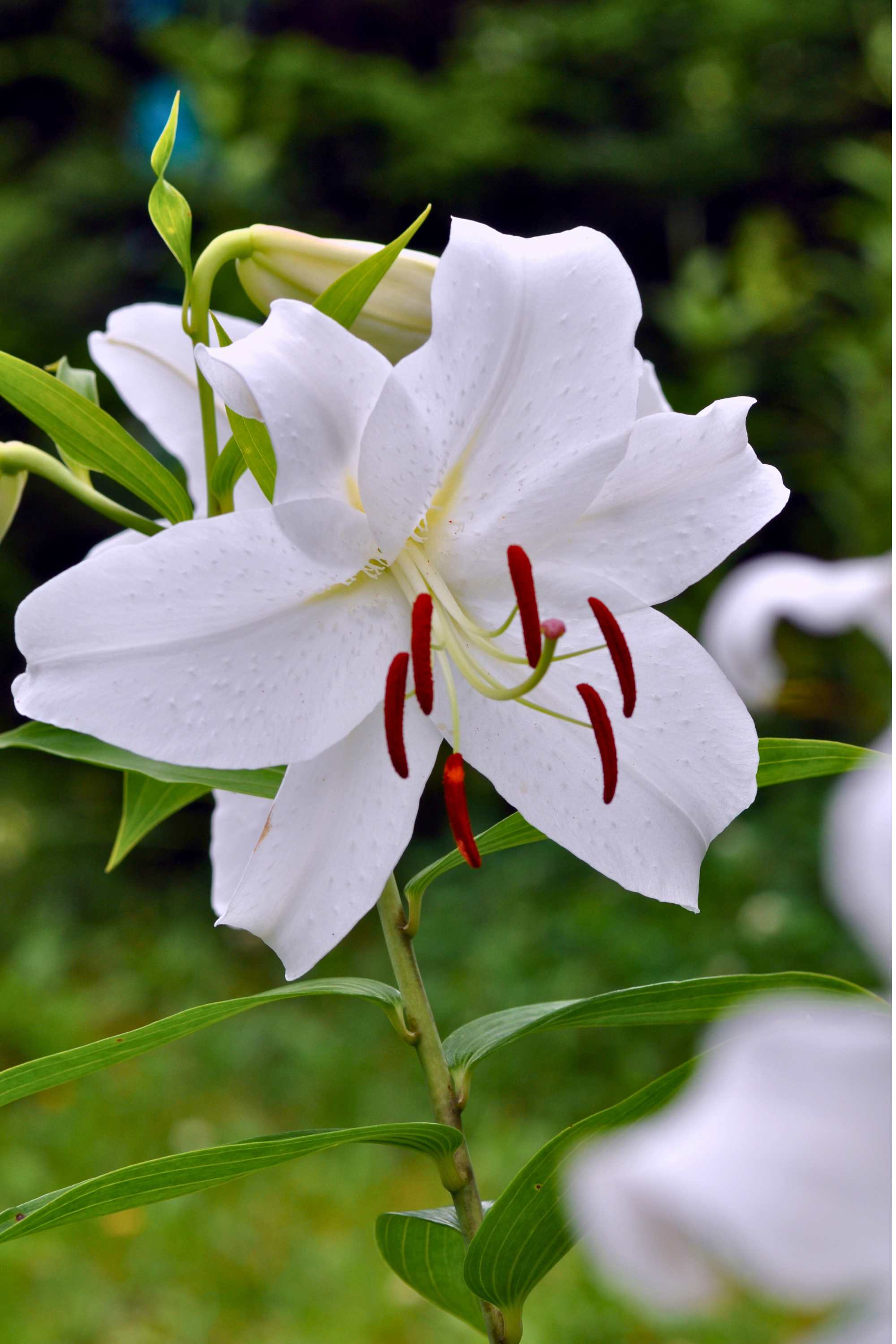 Outdoor Plant Medium 30 x 40 cms Lilium asiatica Lilium asiatica