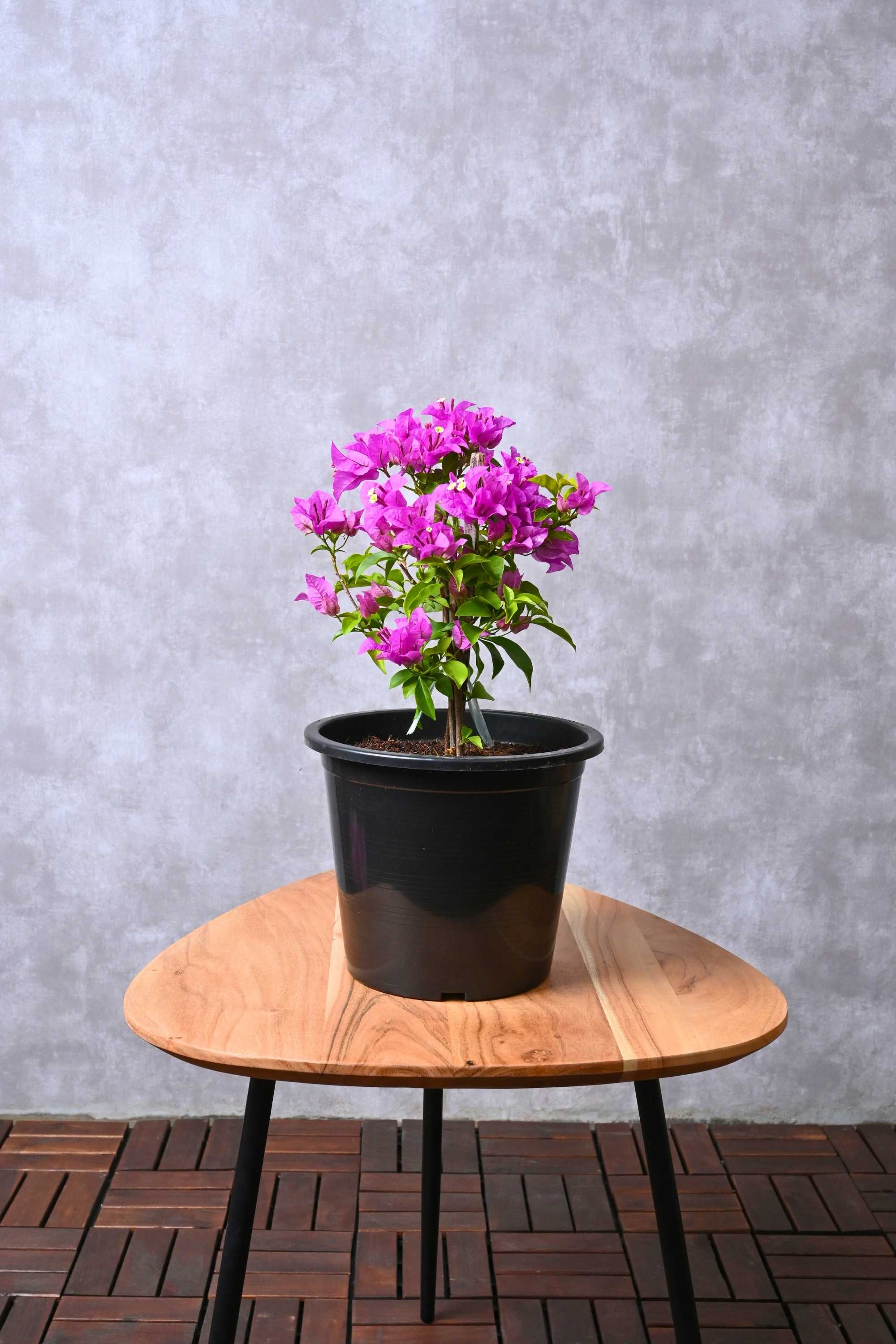 Outdoor Plant Medium 40-50 cms Bougainvillea Alexandra