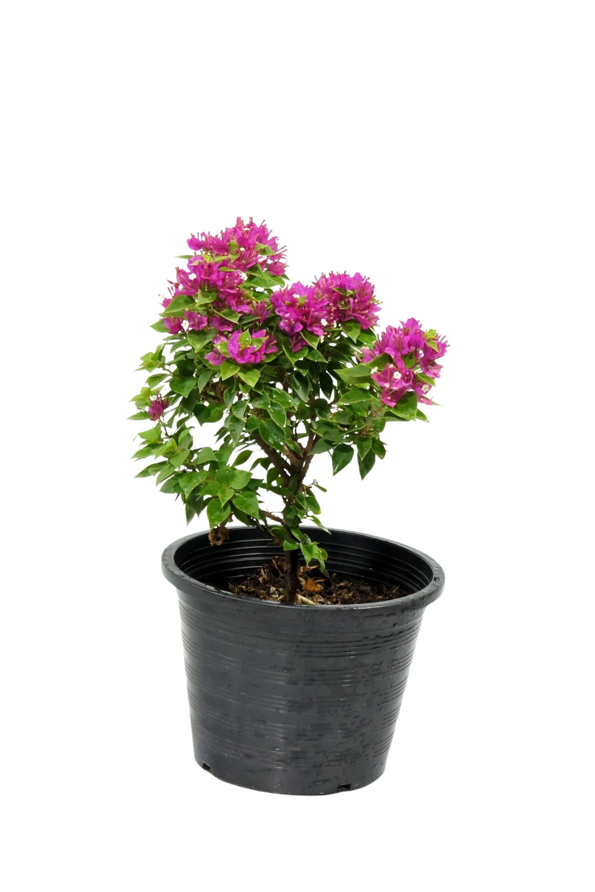 Outdoor Plant Medium 40-50 cms Bougainvillea 'Pink Pixie'