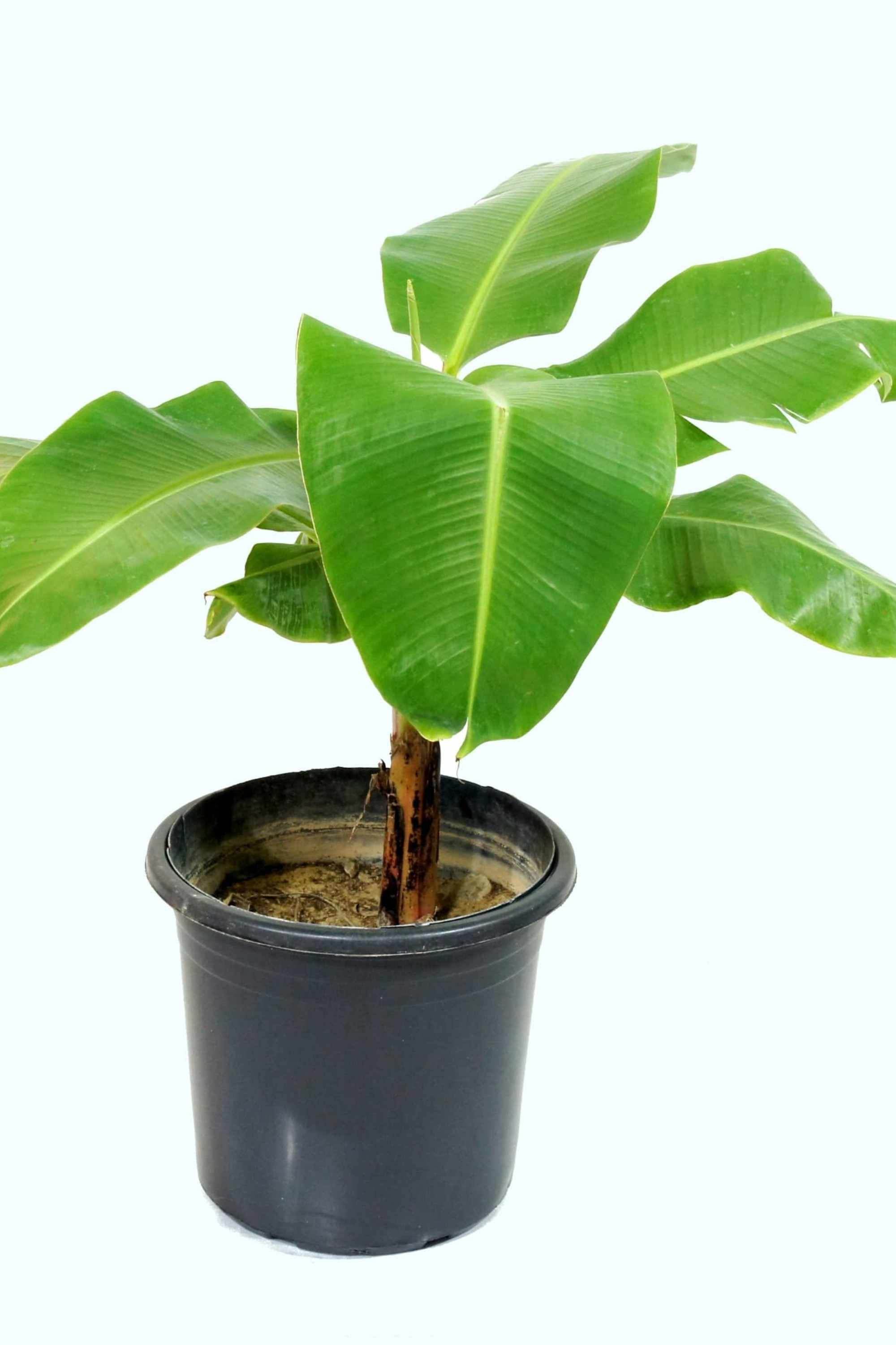Outdoor Plant Medium 40-50 cms / Default Plastic Pot Musa Acuminata 'Dwarf Cavendish' Musa Acuminata 'Dwarf Cavendish'