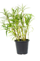 Outdoor Plant Medium 40 cms Ruellia simplex Ruellia simplex