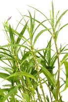 Outdoor Plant Medium 40 cms Ruellia simplex Ruellia simplex
