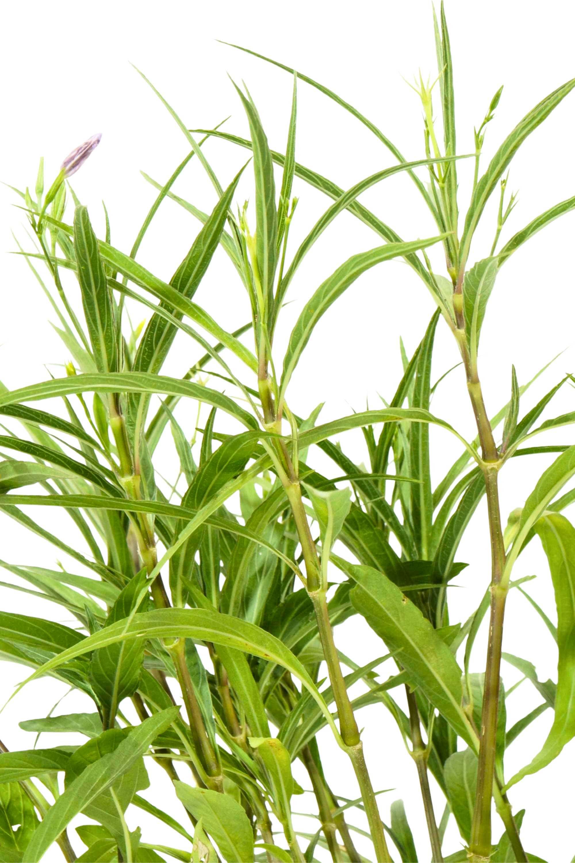 Outdoor Plant Medium 40 cms Ruellia simplex Ruellia simplex