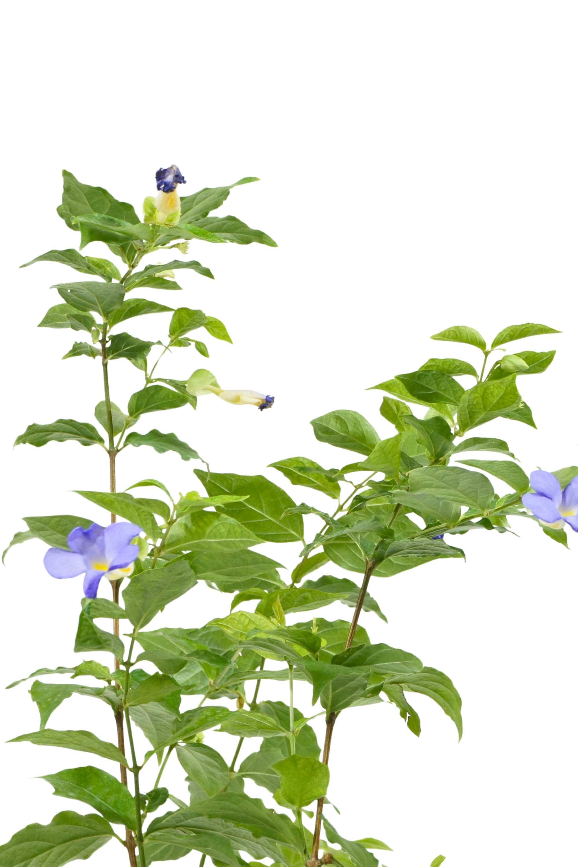 Outdoor Plant Medium 50-60 cms Brunfelsia pauciflora Brunfelsia pauciflora