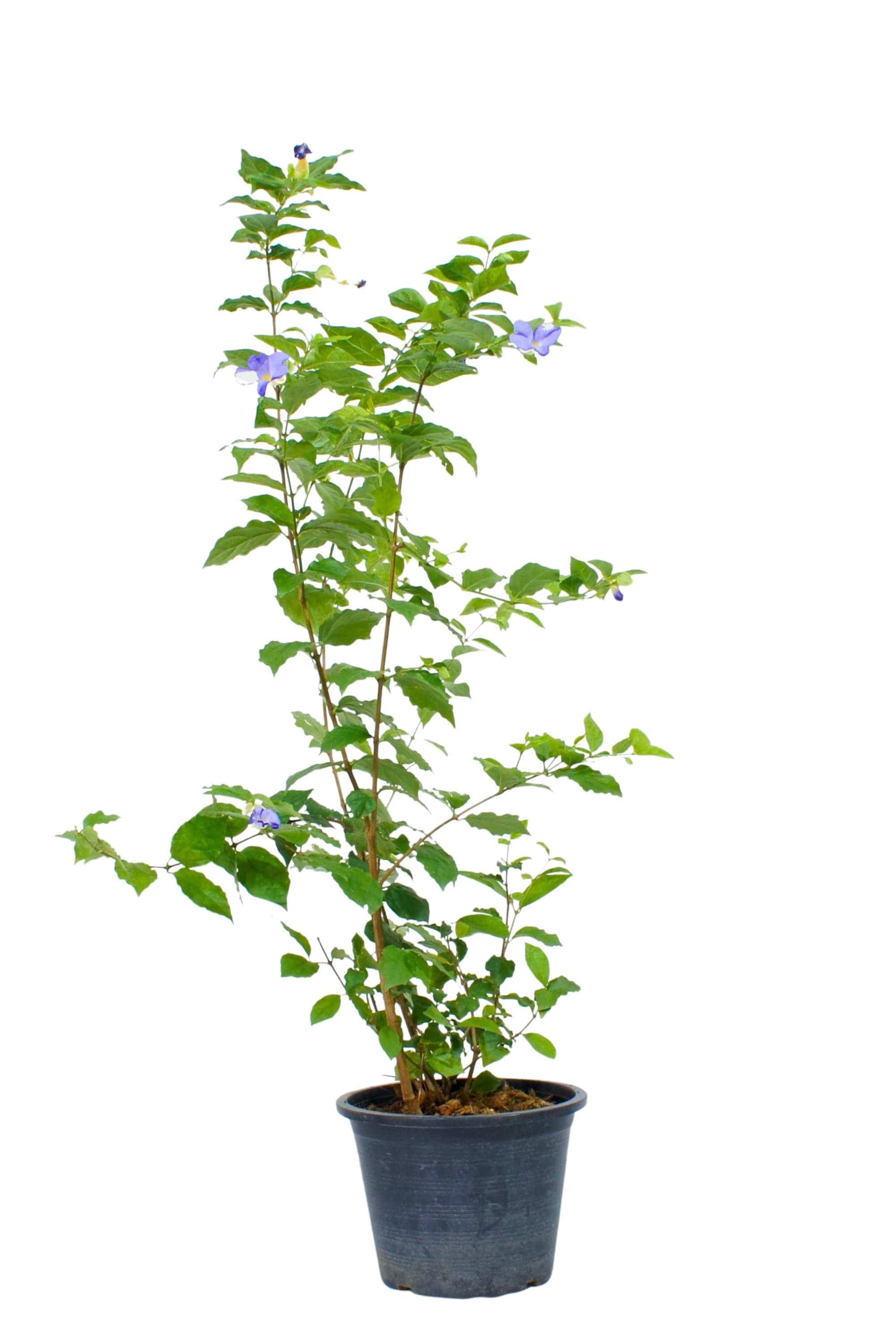 Outdoor Plant Medium 50-60 cms Brunfelsia pauciflora Brunfelsia pauciflora