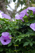 Outdoor Plant Medium 50-60 cms Ipomea Ipomea