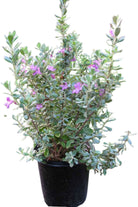 Outdoor Plant Medium 50-60 cms Leucophyllum frutescens Leucophyllum frutescens