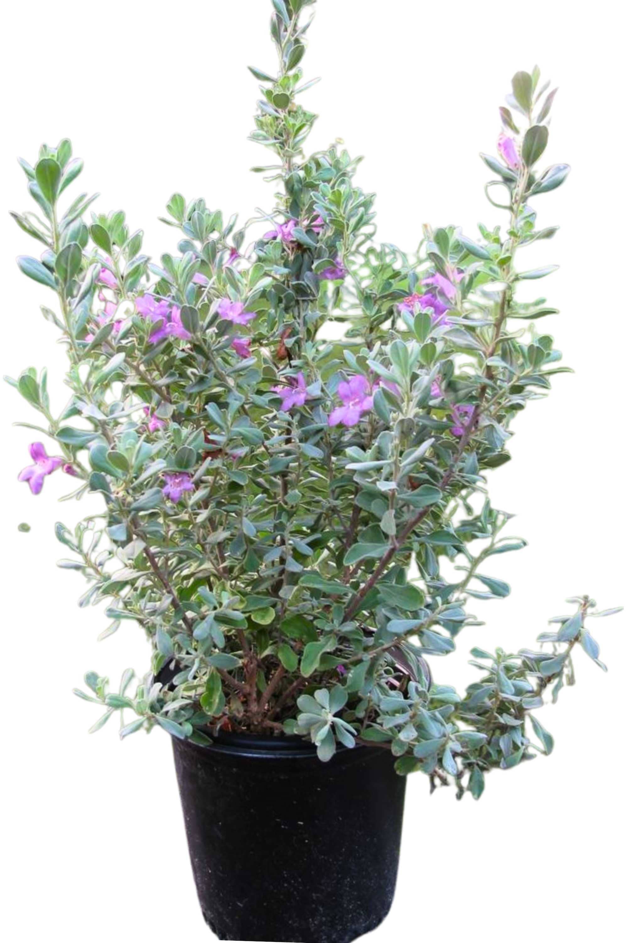 Outdoor Plant Medium 50-60 cms Leucophyllum frutescens Leucophyllum frutescens