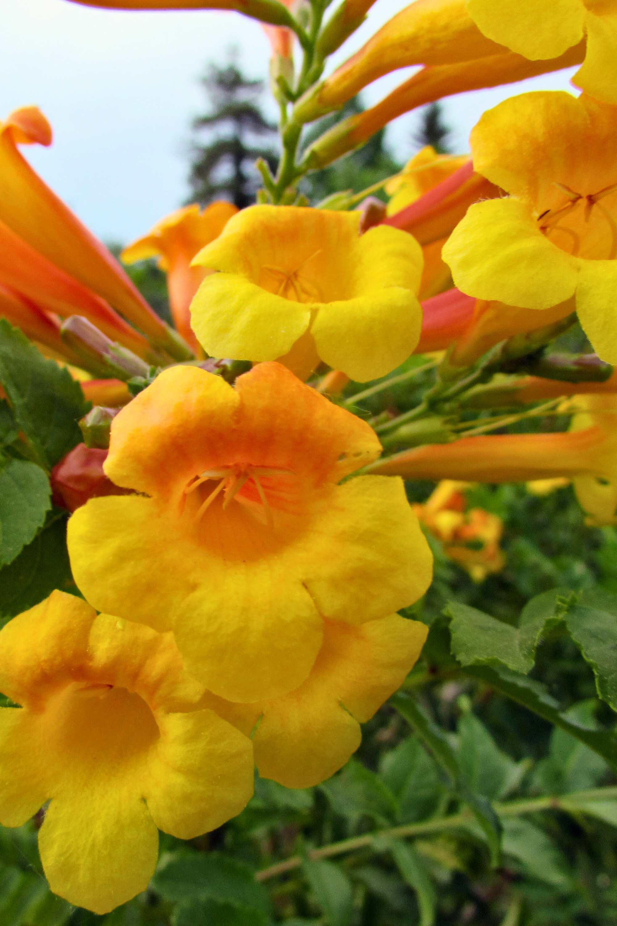 Outdoor Plant Medium 50 cms Tecoma Smithii Tecoma Smithii