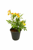 Outdoor Plant Medium 50 cms Tecoma Smithii Tecoma Smithii