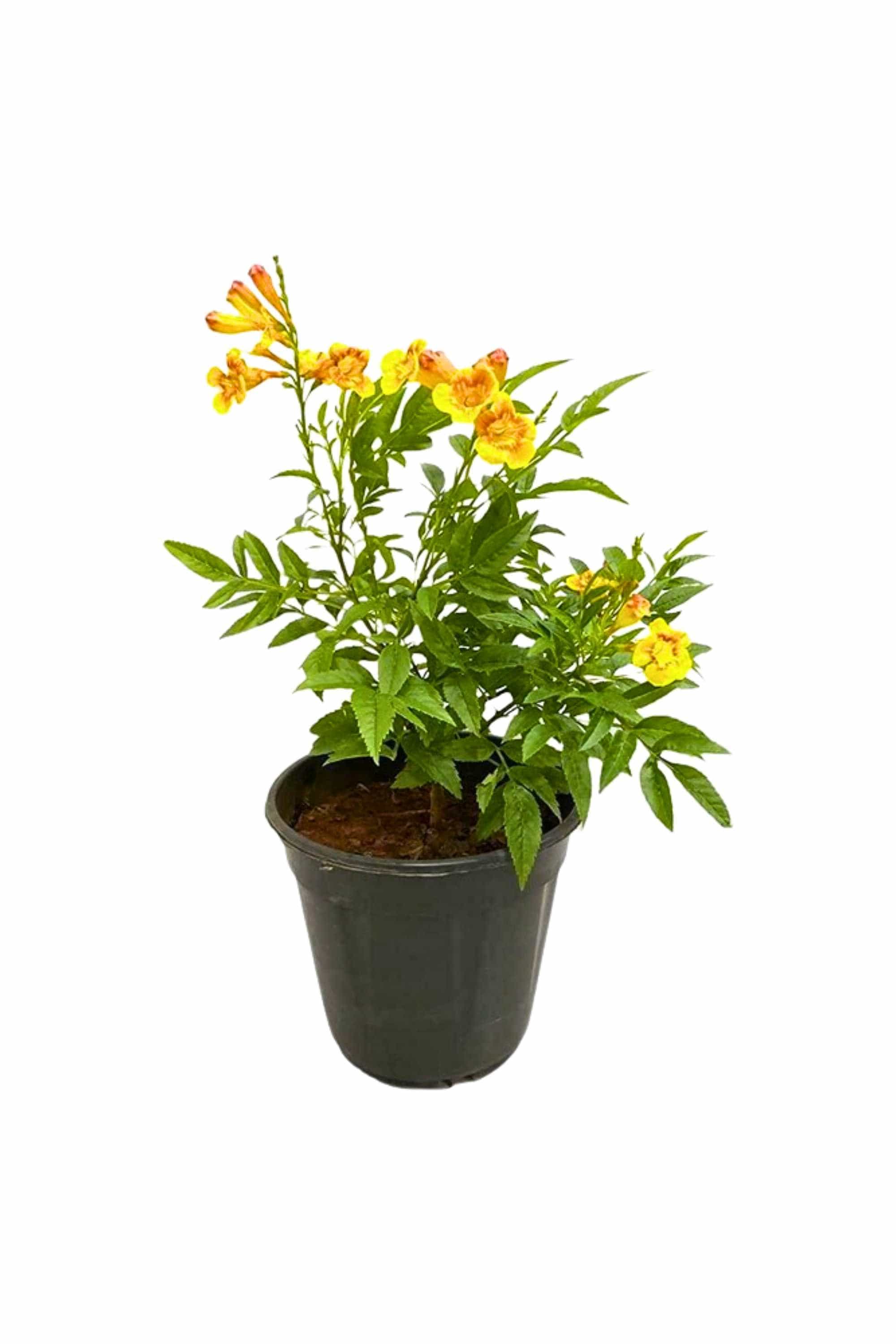 Outdoor Plant Medium 50 cms Tecoma Smithii Tecoma Smithii
