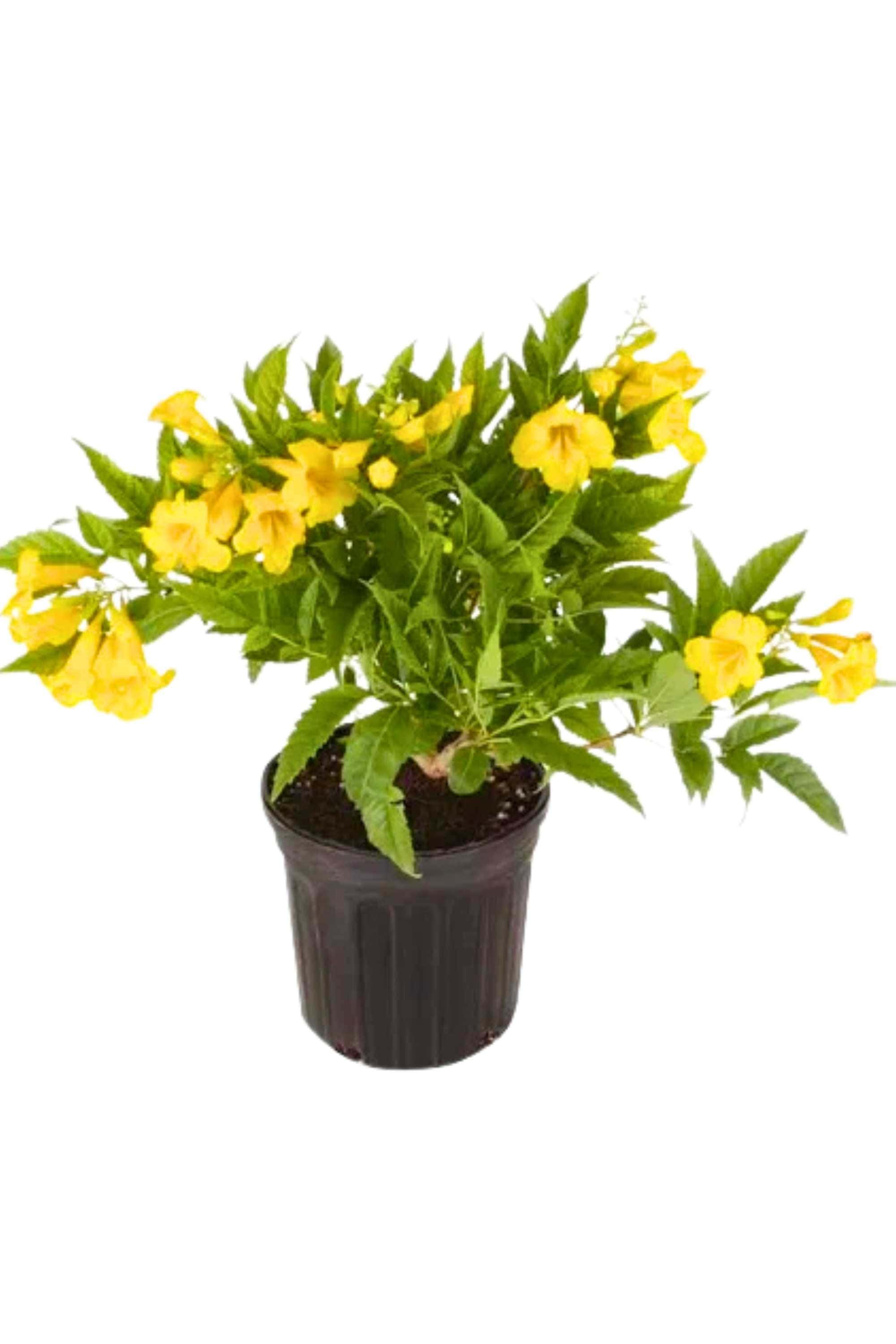 Outdoor Plant Medium 50 cms Tecoma Stans Tecoma Stans