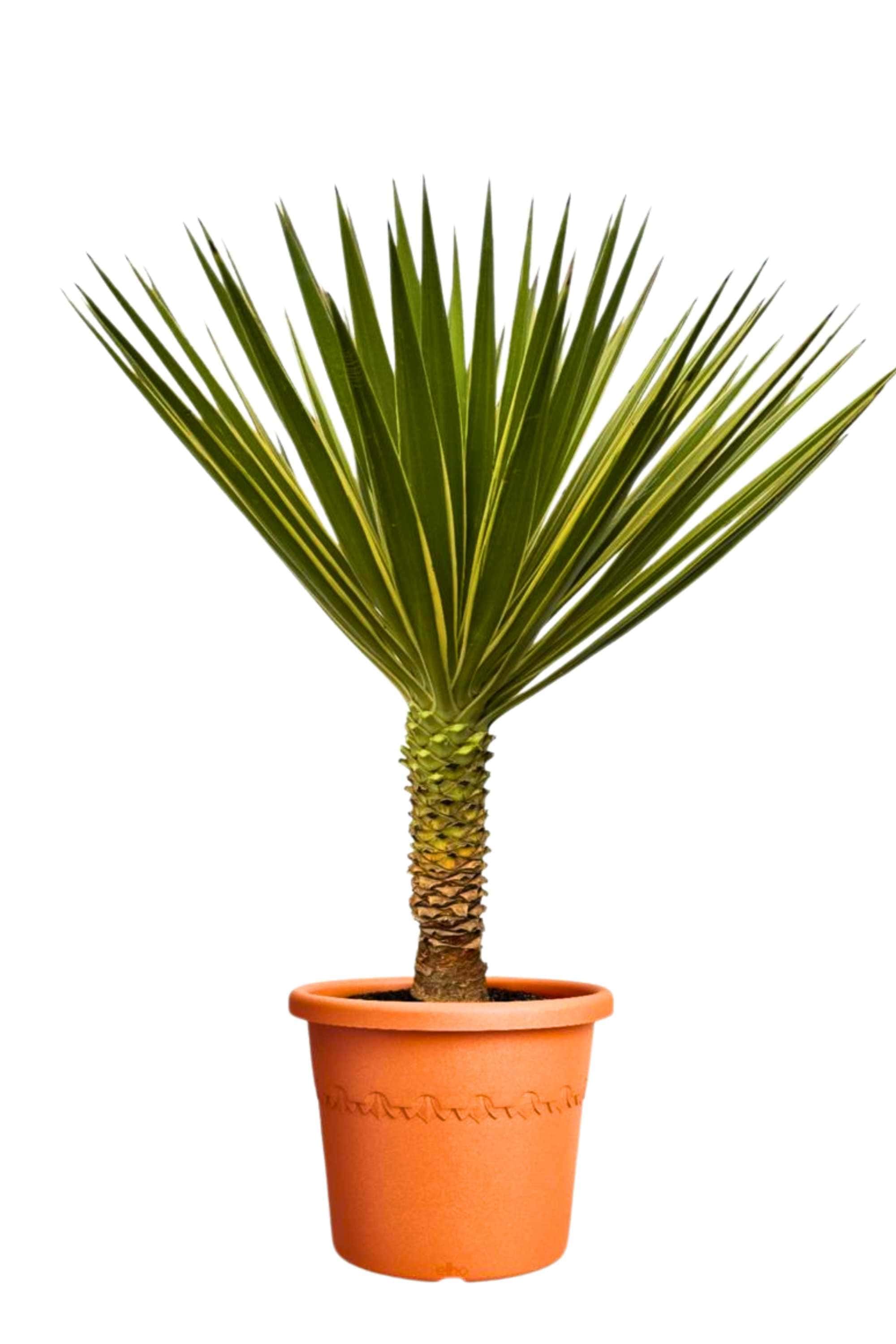 Outdoor Plant Medium 50 cms Yucca Aloifolia Yucca Aloifolia