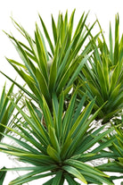 Outdoor Plant Medium 50 cms Yucca Aloifolia Yucca Aloifolia