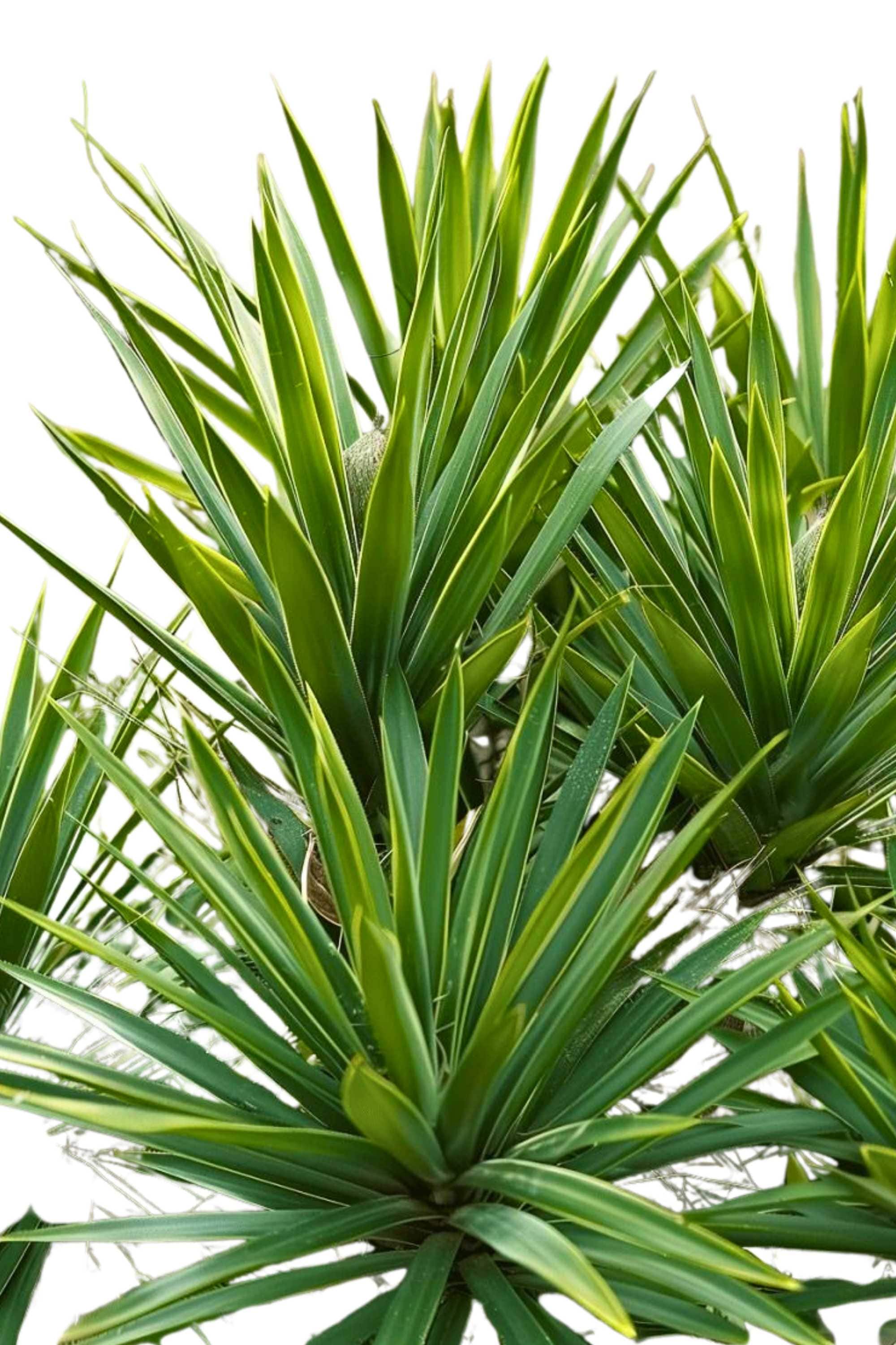 Outdoor Plant Medium 50 cms Yucca Aloifolia Yucca Aloifolia