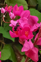 Outdoor Plant Medium 60 cms Antigonon leptopus Antigonon leptopus