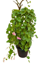 Outdoor Plant Medium 60 cms Antigonon leptopus Antigonon leptopus
