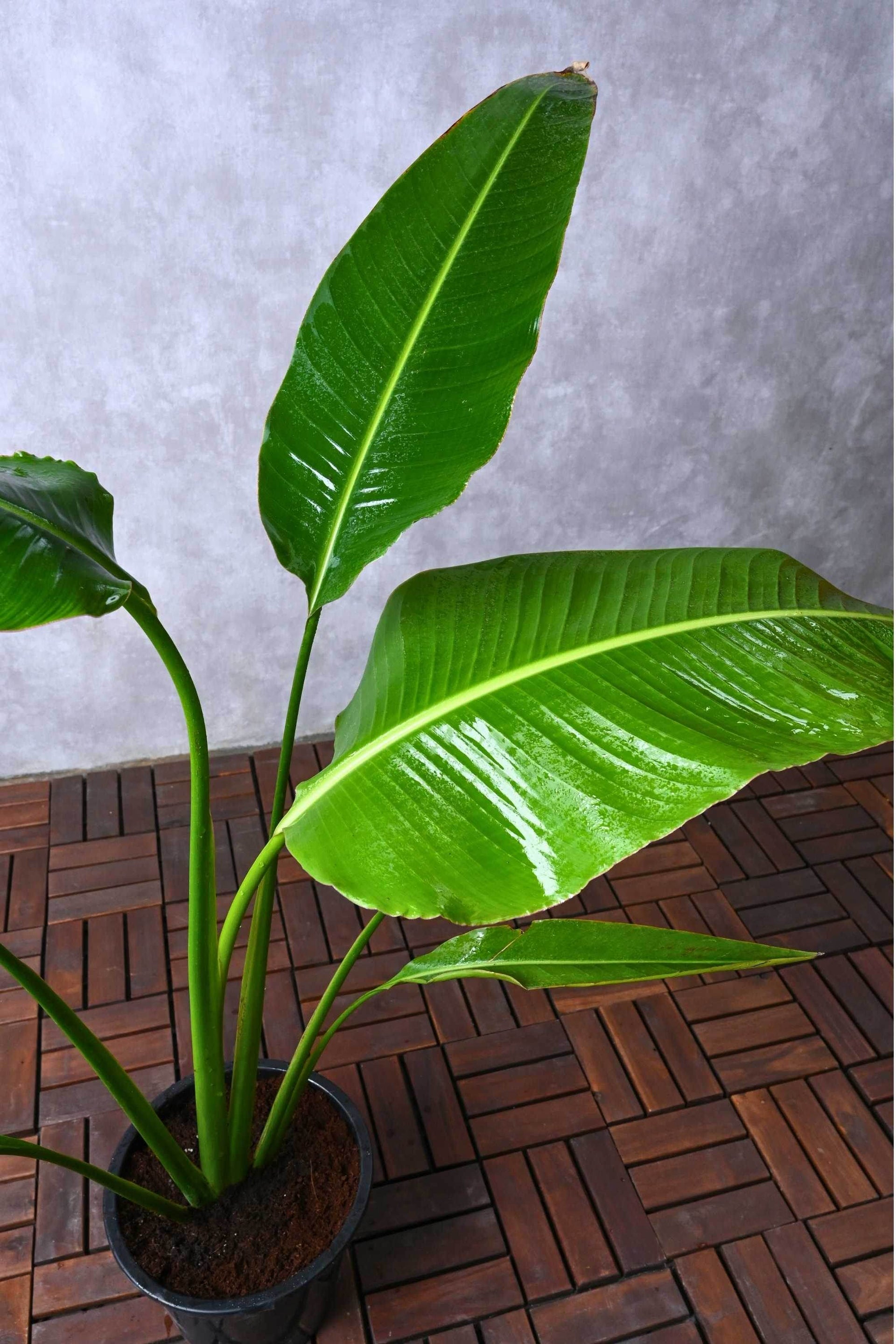 ravenala plant indoor Ravenala madagascariensis – Adplants