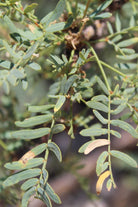 Outdoor Plant Medium 75 x 80 cms Prosopis Cineraria Prosopis Cineraria
