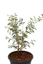 Outdoor Plant Medium 75 x 80 cms Prosopis Cineraria Prosopis Cineraria