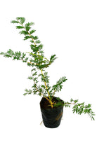 Outdoor Plant Medium 75 x 80 cms Prosopis Cineraria Prosopis Cineraria
