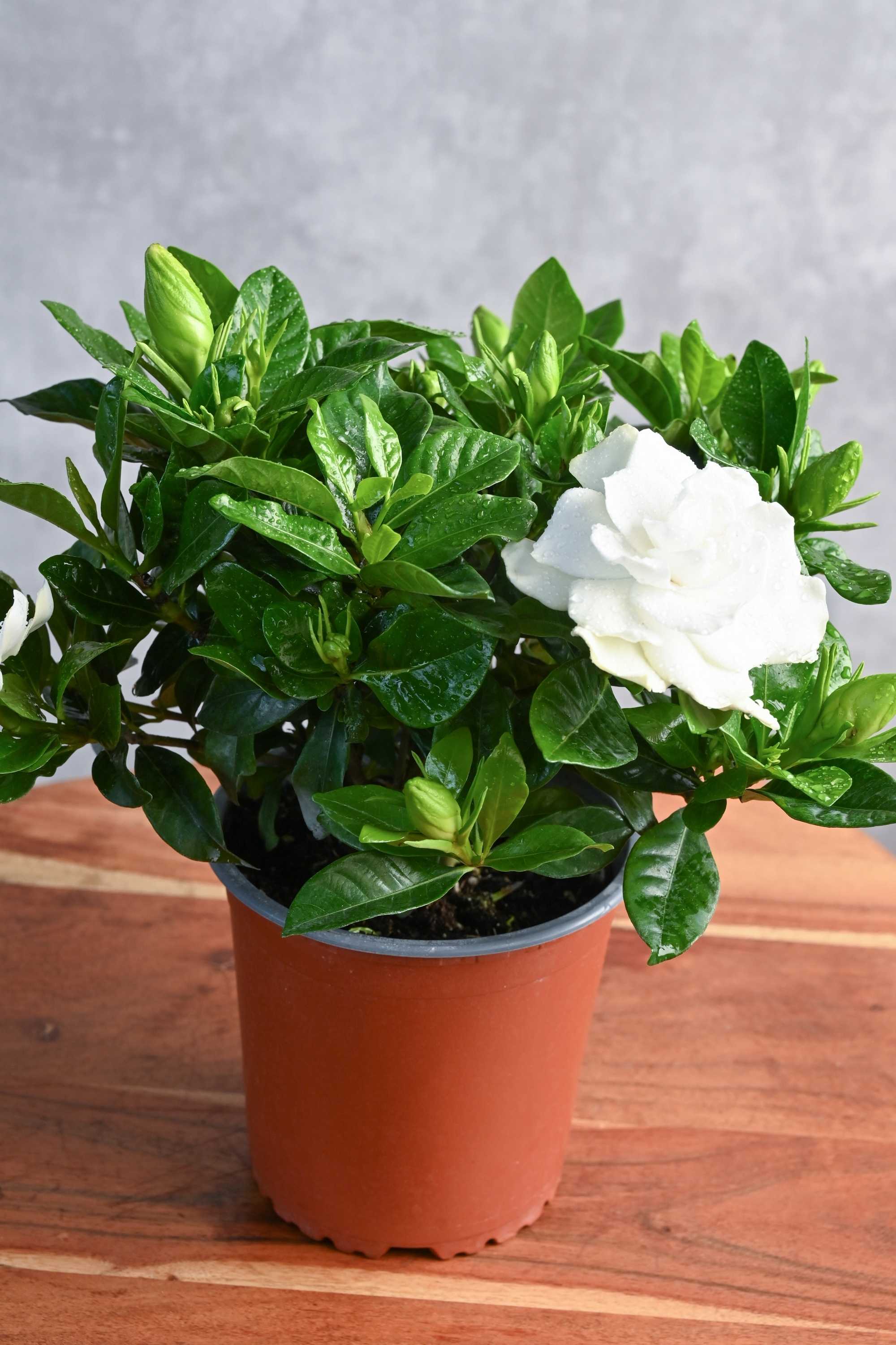 Outdoor Plant Medium Gardenia Jasmenoides