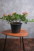 Outdoor Plant Medium / Pink Ixora Coccinea Ixora Coccinea