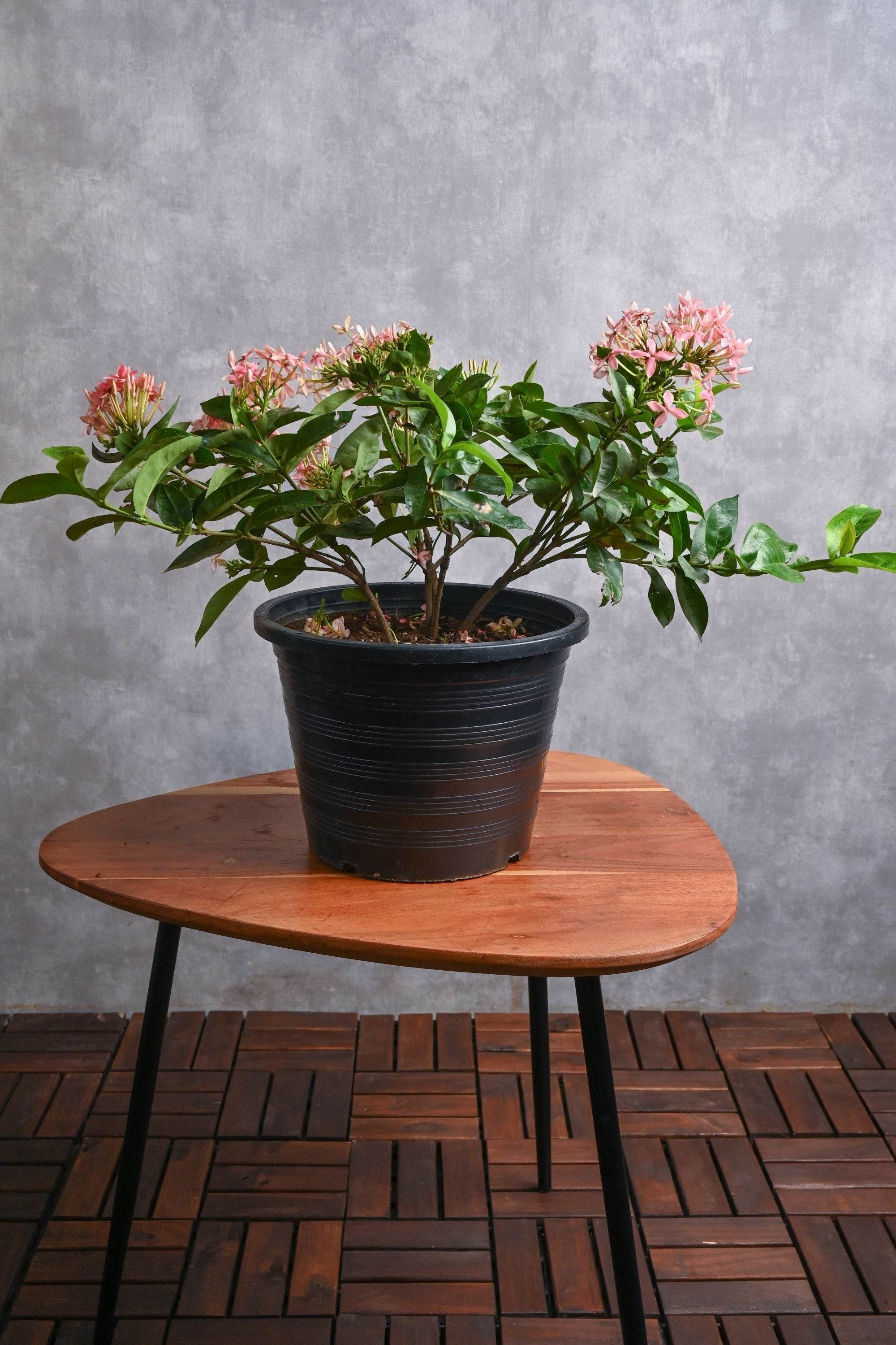 Outdoor Plant Medium / Pink Ixora Coccinea Ixora Coccinea