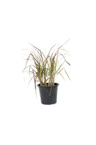 Outdoor Plant Medium V12 Pot 20-30 cms Pennisetum Rubrum Pennisetum Rubrum