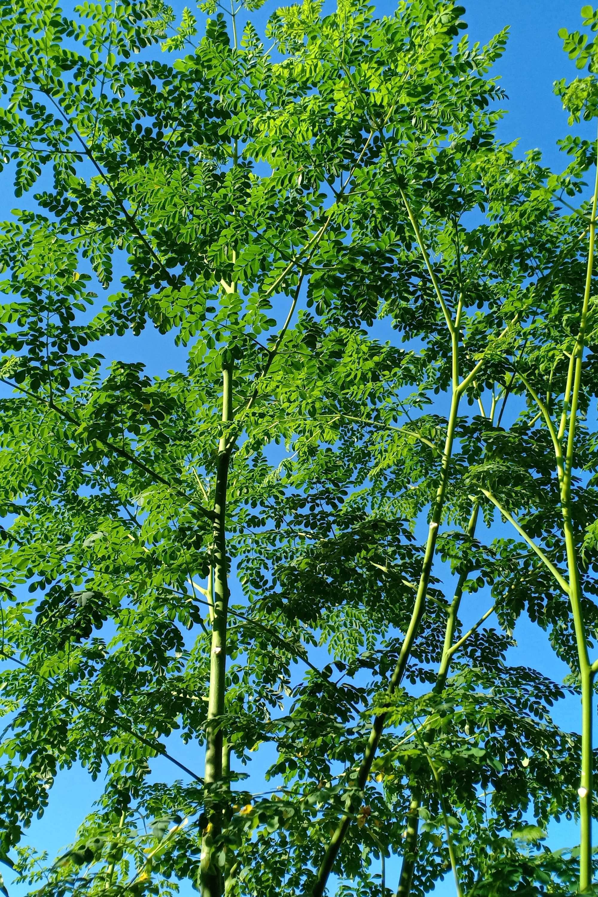 Outdoor Plant Medum - 60 x 70 cms Moringa oleifera Moringa oleifera