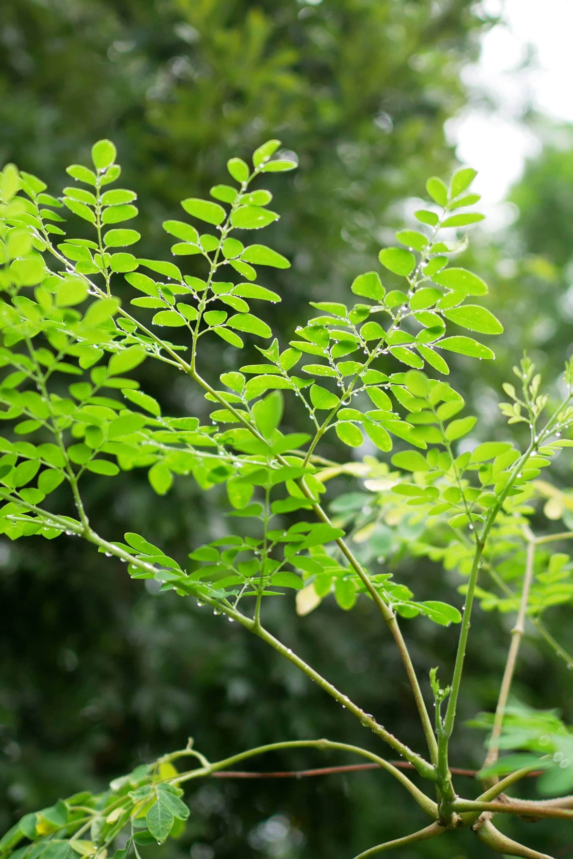 Outdoor Plant Medum - 60 x 70 cms Moringa oleifera Moringa oleifera