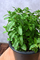 Outdoor Plant Mentha spp. Mentha spp.