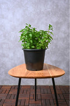 Outdoor Plant Mentha spp. Mentha spp.