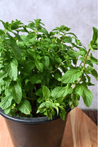 Outdoor Plant Mentha spp. Mentha spp.