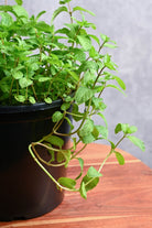 Outdoor Plant Mentha spp. Mentha spp.