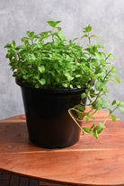 Outdoor Plant Mentha spp. Mentha spp.