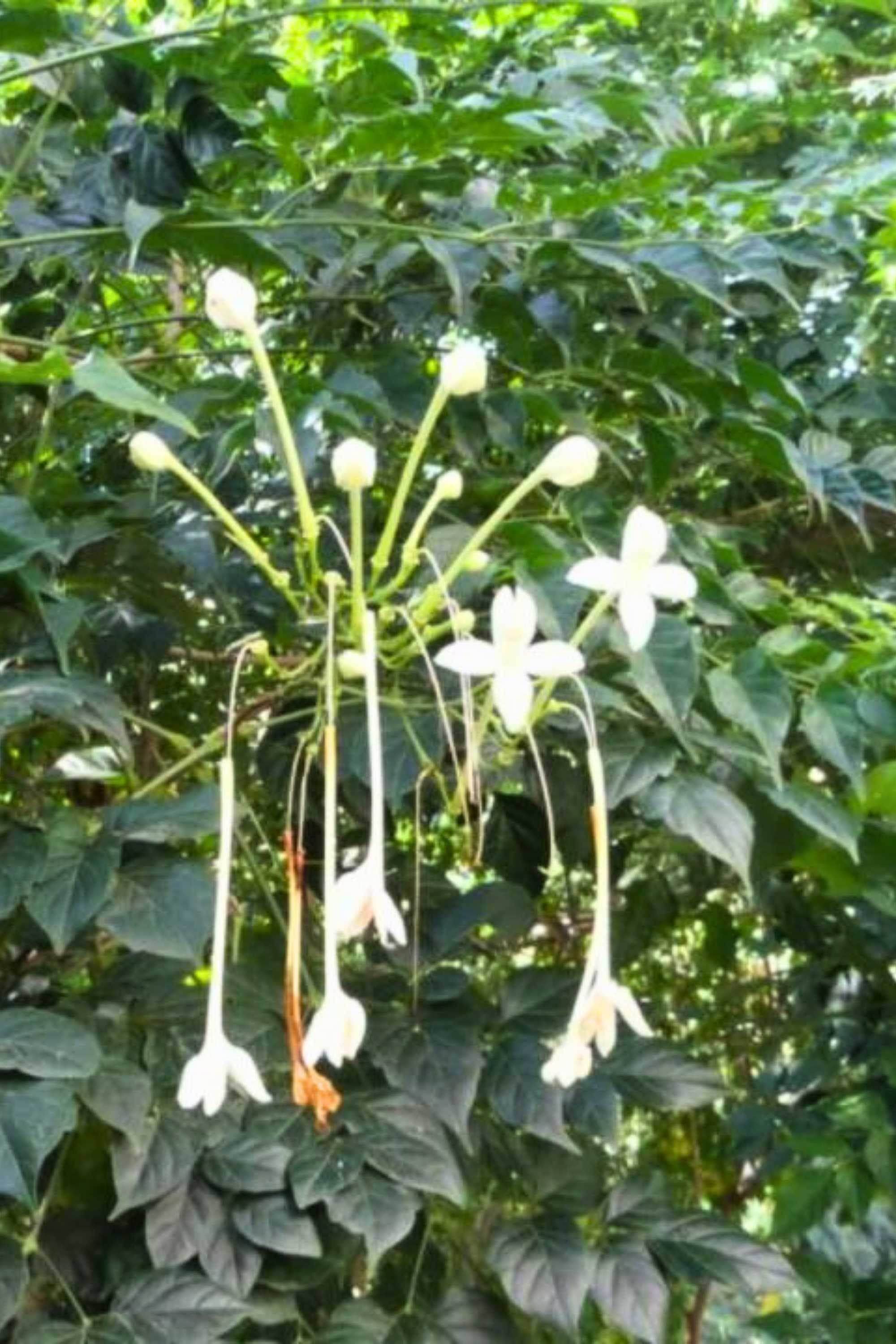 Outdoor Plant Millingtonia hortensis Millingtonia hortensis