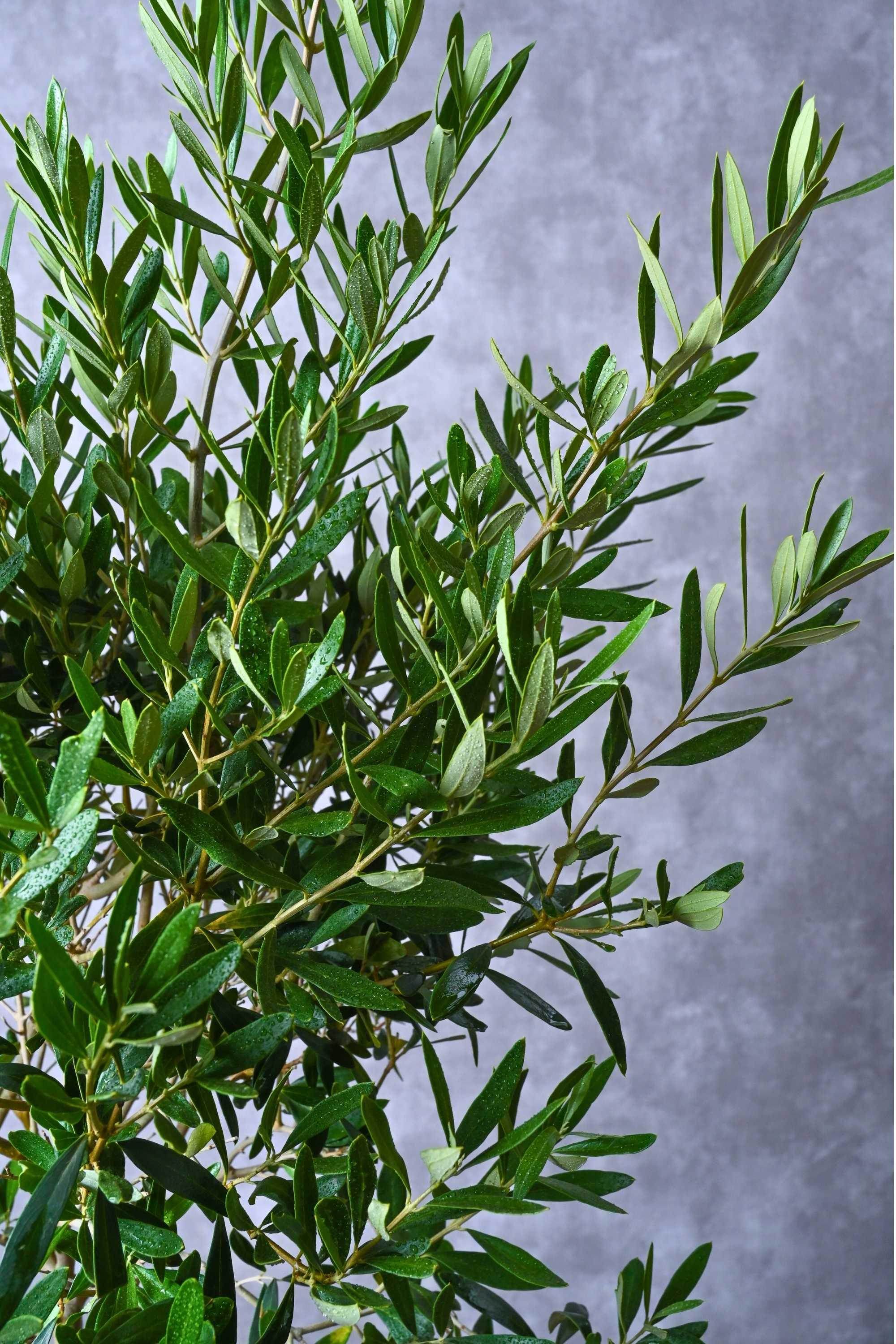 Outdoor Plant Olea europaea - Topiary Ball Olea europaea - Topiary Ball