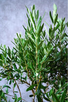 Outdoor Plant Olea europaea - Topiary Ball Olea europaea - Topiary Ball