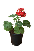 Outdoor Plant Pelargonium spp. Pelargonium spp.